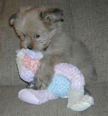 Pomeranian+shih+tzu+poodle+mix