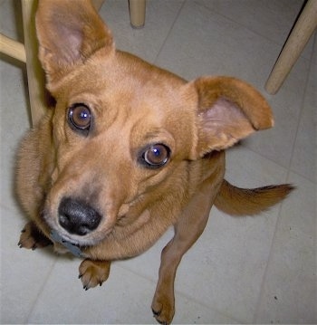 Close up view from the top looking down at the dog - a reddish-brown with white Shocker that is sitting on a tiled floor and behind it is a wooden table. It has wide round brown eyes and a black nose.