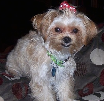 Shih Tzu Yorkie Mix