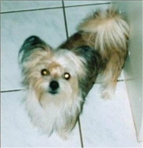 Top down view of a tan and black Silkland Terrier dog that is standing on a tiled surface and it is looking up.