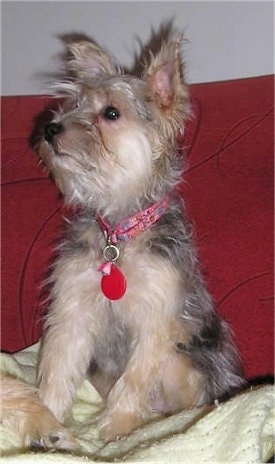 Close up front view - A small, fluffy, perk eared, tan and black Snorkie is sitting on a couch, it is looking up and to the left.