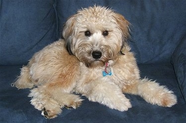 The right side of a tan with black Soft Coated Wheaten Terrier that is laying across a blue couch and it is looking forward. It has a wavy, thick coat.