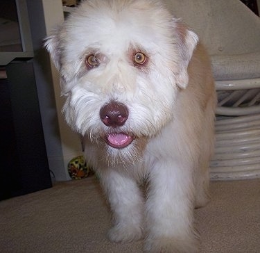 Close up - A tan and white Soft Coated Wheaten Terrier puppy is standing on a carpet, it is looking forward, its mouth is open and its tongue is slightly sticking out. It has a shiny brown nose and wide round yellow eyes.