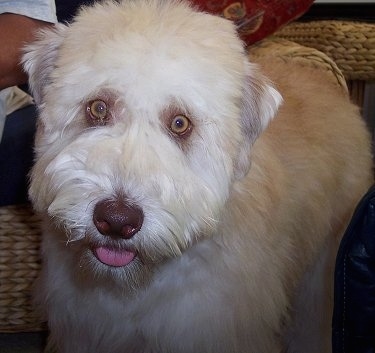 Close up - A tan and white Soft Coated Wheaten Terrier puppy is standing in front of a person sitting in a wicker chair, its mouth is open and its tongue is slightly out.