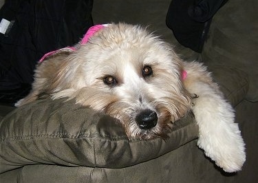 Close up - A tan with black Soft Coated Wheaten Terrier has its head down on the back of a couch. It has wide round eyes and a black nose.