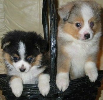 Two Tea Cup Australian Shepherd puppies inside of a black wicker basket jumped up on the side, a black, tan and white and a tan, grey and white pup.