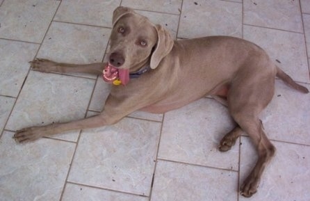 Topdown view of a large Weimaraner dog that is laying across a tiled surface. Its mouth is open, its tongue is out and it is looking up.