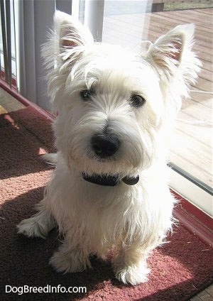 Brody the Westie sit'in pretty