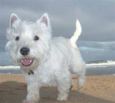 Madison the Westie having fun at the beach