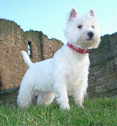 Cutewhitepuppies Wallpaper on West Highland White Terrier  Westie Information And Pictures