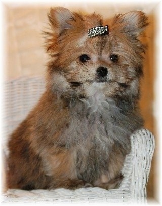 A thick coated, brown with black Yoranian puppy sitting across a wicker chair and it has a barrette in its hair. It has a small black nose, round dark eyes and small perk ears that are shaped like a triangle.