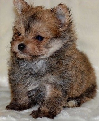 The front left side of a fluffy, thick-coated, brown with black and white Yoranian puppy that is sitting on a fuzzy white blanket.