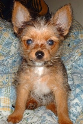 A black with brown Yoranian puppy is sitting on a bed with bunched up sheets and it is looking forward. It has large perk ears, wide round eyes and a black nosw with soft thin longer hairs coming from its body.