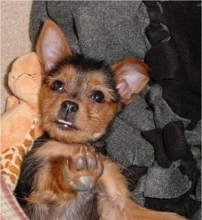 A black with brown Yoranian puppy is laying on its back on top of a giraffe toy and it is sticking its paws in the air. Its little front teeth are showing like an Ewok. It has wide round black eyes and its ears are standing up.