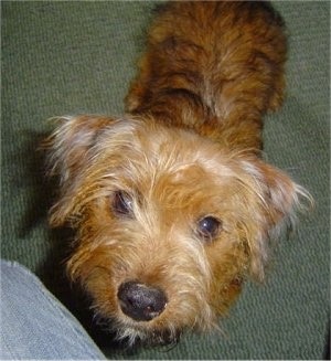 Top down view of a brown Yorkie Russell puppy that is standing on a carpeted surface and it is looking up. It has thin blonde hair in front of its eyes and a black nose.