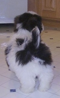 The back of a white and black Zuchon puppy that is standing on a tiled floor. It is looking up and to the right. Its tail is up in the air.