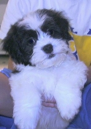 Close up front view - A thick coated, white with black Zuchon puppy is being held in the lap of a person. It looks like a stuffed toy.