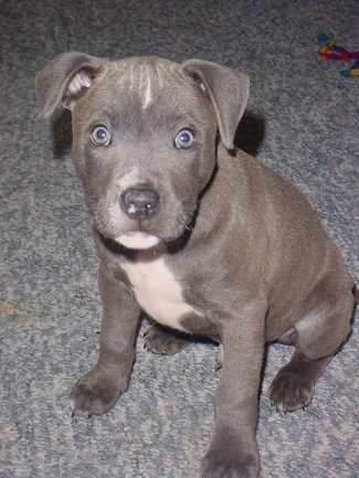 A grey with white Irish Staffordshire Bull Terrier puppy is sitting on a carpet looking up.