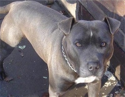 Close Up - A grey with white Irish Staffordshire Bull Terrier is wearing a choke chain collar standing on a street