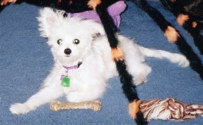 A fluffy looking white Malchi is laying on a blue carpet. There is a bone in front of it a rope toy next to it and a giant fake spider over top of it.