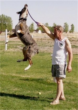 Houligan the Catahoula Leopard in mid-air at the highest point of its jump grabbing an object the person next to it is holding