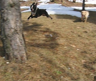 Arthur the Boston Terrier is jumping towards a tree. There is another dog in the background