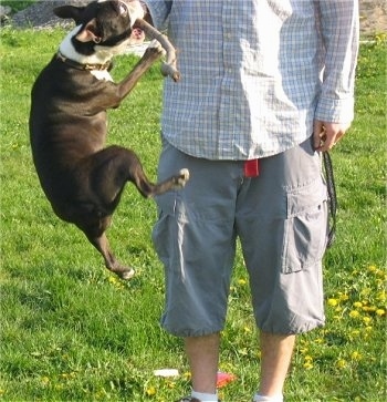 Arthur the  Boston Terrier is jumping up to grab a stick out of a persons hand