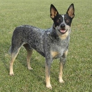 Coyote the Australian Cattle Dog is standing outside and looking towards the camera holder. Its mouth is open.