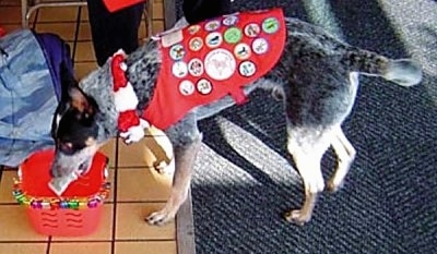 Coyote the Australian Cattle Dog is dropping money into a red bucket