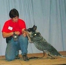 Coyote the Australian Cattle Dog is sitting on a hardwood floor. Coyotes paw is on the arm of a person in a red shirt