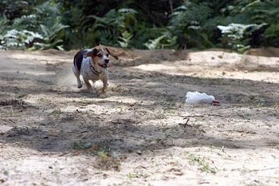 Bear the Blue Tick Beagle is running through the sand chasing after a lure on a string