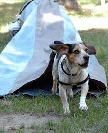 Bear the Blue Tick Beagle is running out of an agility chute