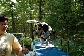 Bear the Blue Tick Beagle is walking across a blue agility plank. There is a person next to Bear