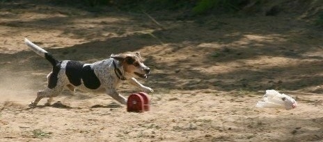 Bear the Blue Tick Beagle is chasing after a lure