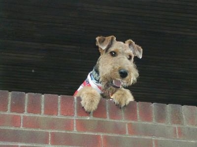 A black with tan Airedale Terrier is wearing a red, white and blue bandana jumped up at with its front paws on a brick wall looking over the edge. Its mouth is open and it looks like it is smiling.