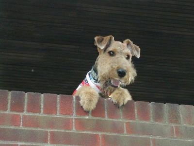 http://www.dogbreedinfo.com/images16/AiredaleTerrierJackson8mos.jpg