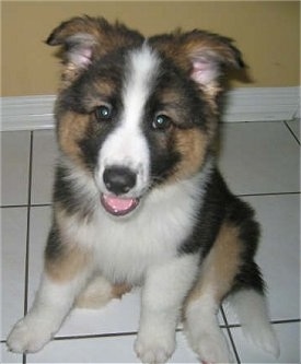 View from the front - A happy looking, fluffy, tricolor, black, tan and white Alaskan Malamute/Australian Shepherd mix puppy is sitting on a white tiled floor in front of a yellow wall looking up. Its mouth is open and it looks like it is smiling.