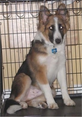 German Shepherd Lab Mix Puppies