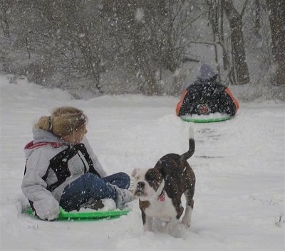 A black with white American Bulldog is playing with sledding kids in the snow