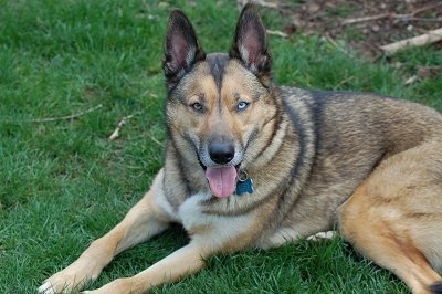 Pepsi, the male American Indian Dog at about 3 years old