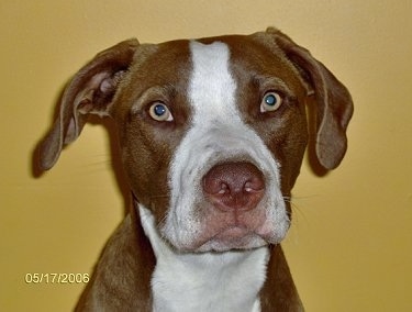 Close Up - A brown with white Pit Bull Terrier is sitting in front of a yellow wall and it is looking forward.