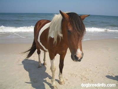 Close Up - A Pony is standing beachside along the Atlantic ocean