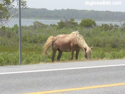  Adoption Maryland on Spotted Right After Crossing The Bridge Into Assateague In Maryland