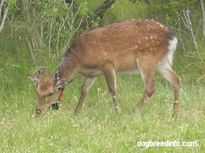 The left side of a Sika Deer eating grass.