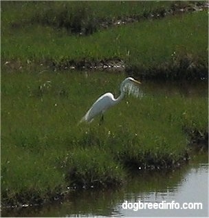 Close Up - Egret on Assateague Island