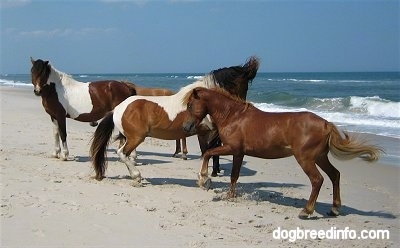 The ponies are stomping around in the sand