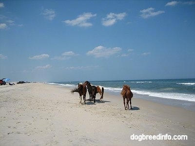 A herd of ponies on the beach of Assateague Island with people laying out on the beach in the background