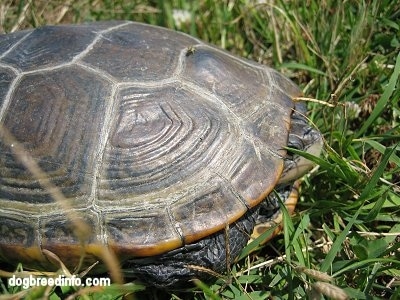The right side of a Turtle that is in its Shell 