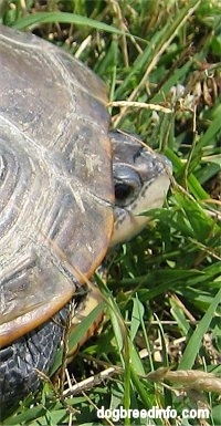 Close Up - The right side of a Turtle who has its head peaking out of its shell