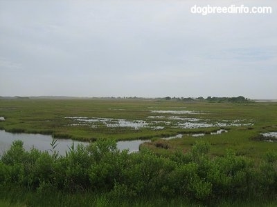 A wide shot of different Marshlands